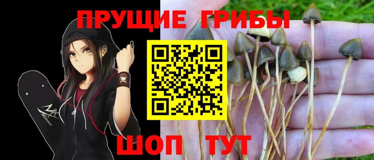 наркотики  Вход с VPN  Спасск-Дальний  Галлюциногенные грибы Cubensis 